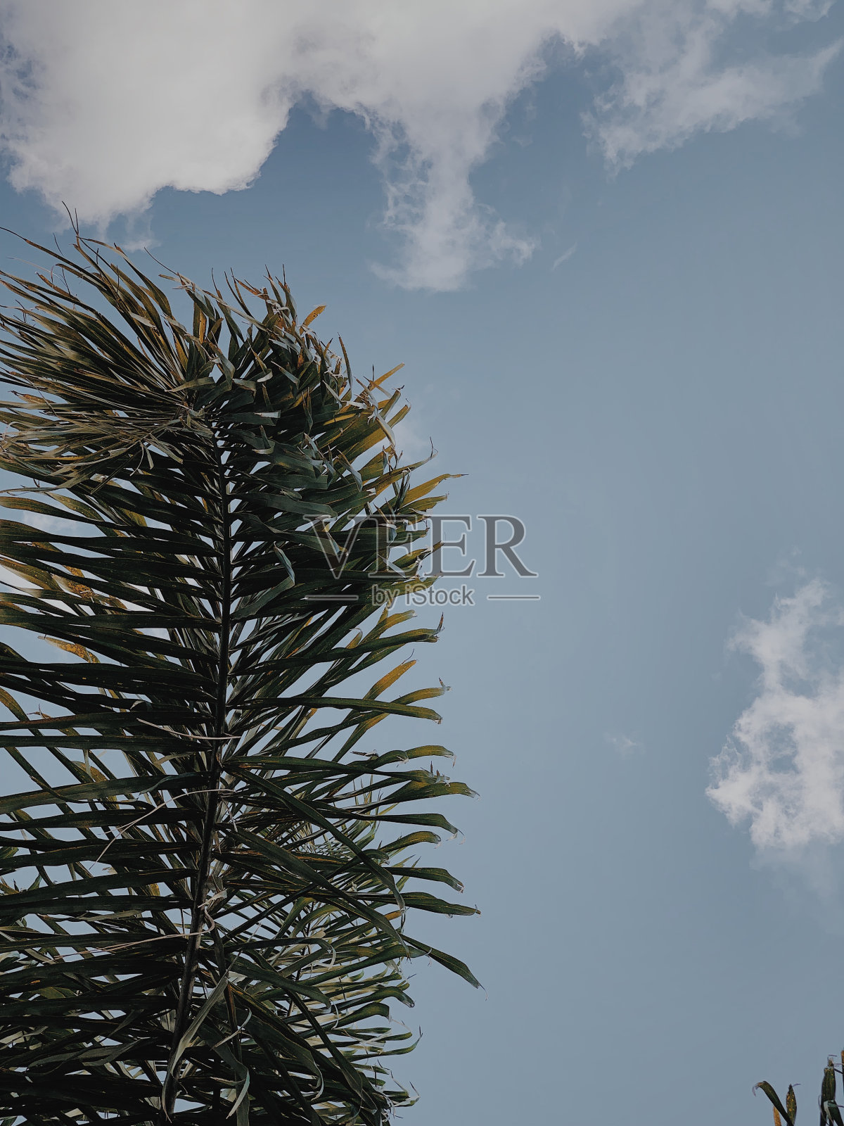 棕榈叶映衬着蓝天照片摄影图片