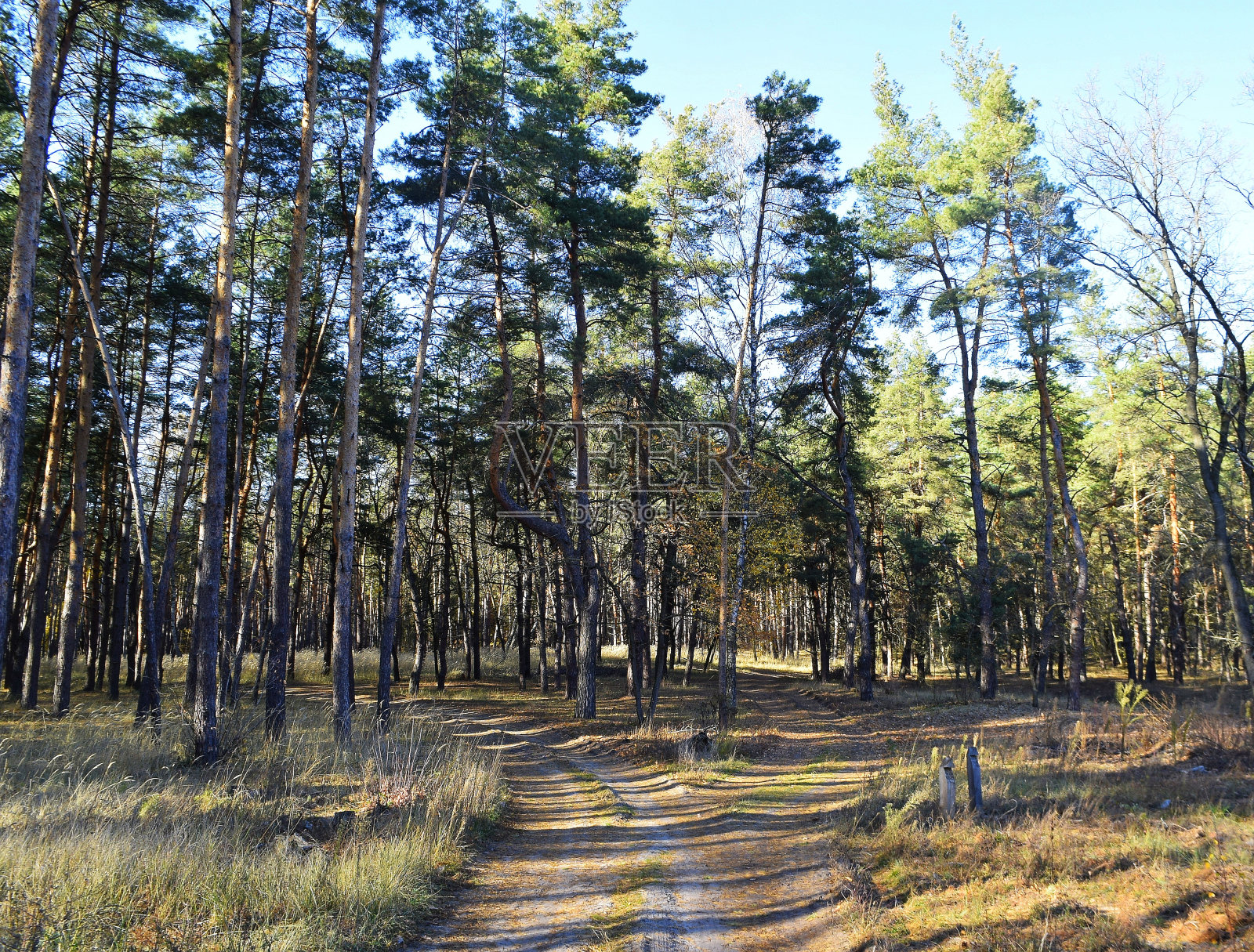 这条路通向一片美丽的松林照片摄影图片