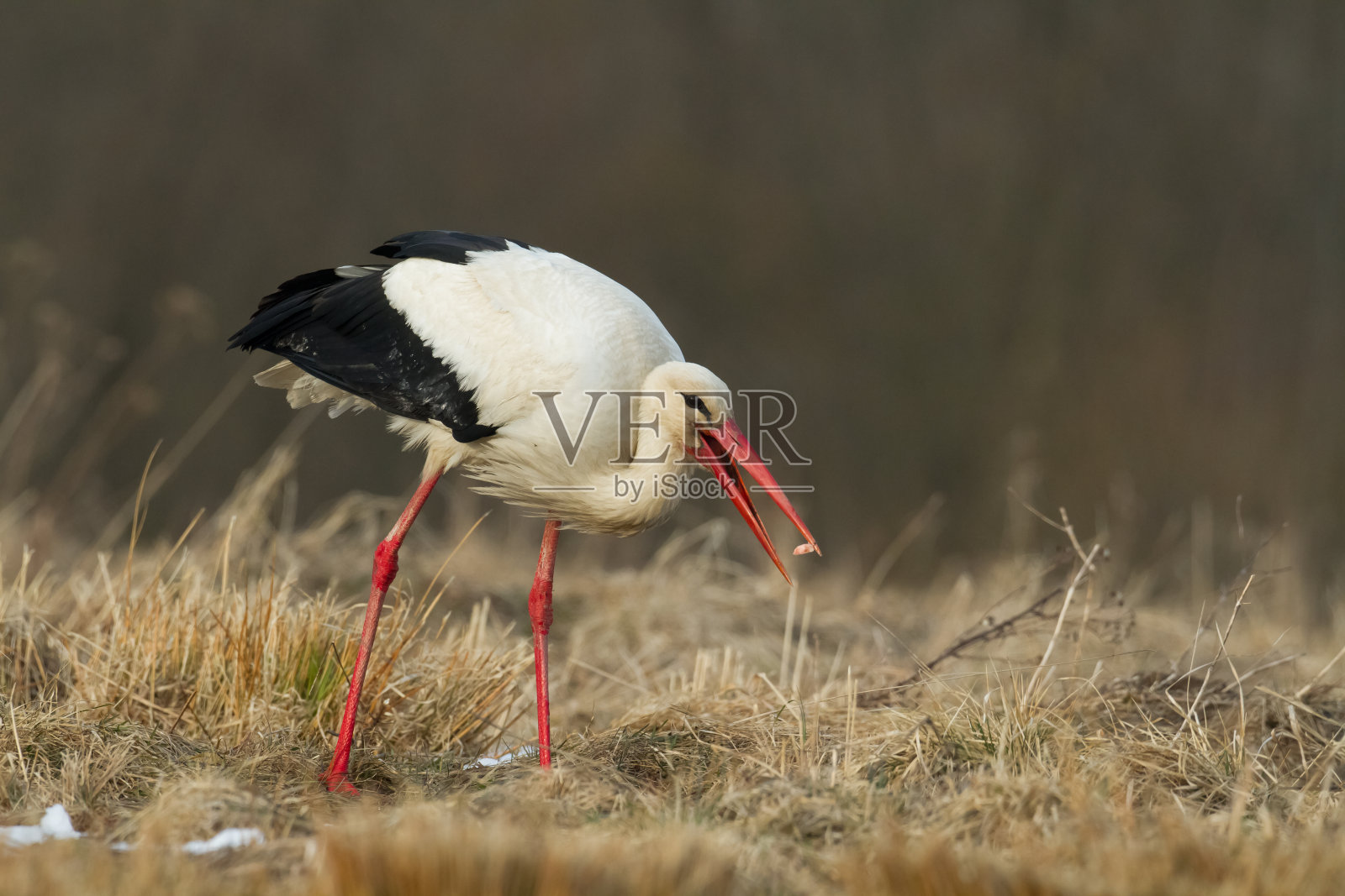 鸟-白鹳,狩猎时间,野生动物波兰欧洲照片摄影图片