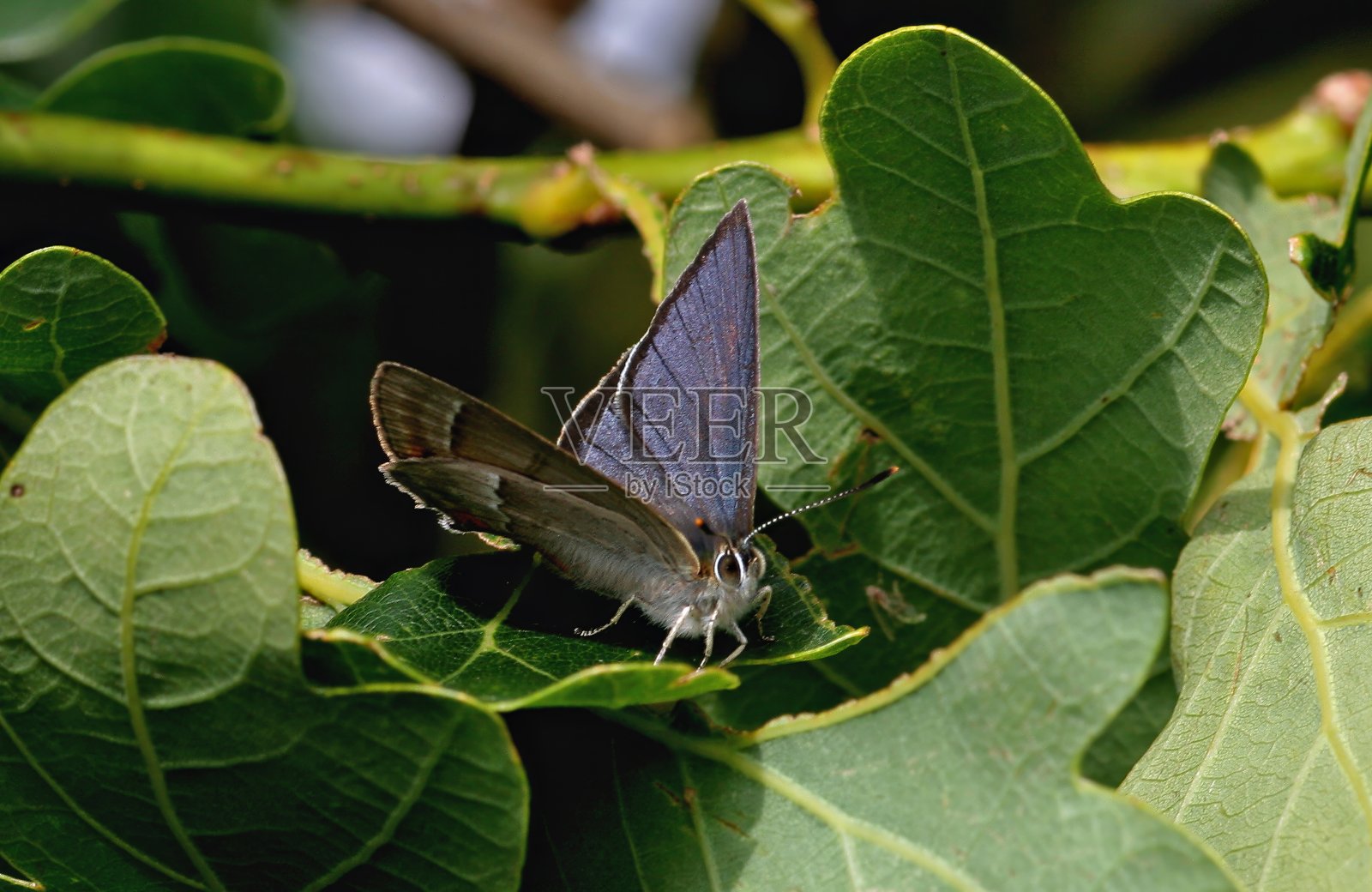 紫纹蝶(Quercusia quercus)照片摄影图片