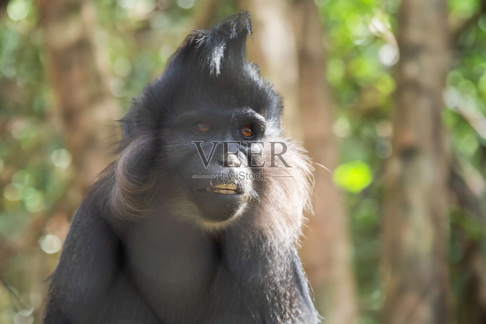 坐在树枝上的黑白眉猴。小黑猴子。照片摄影图片