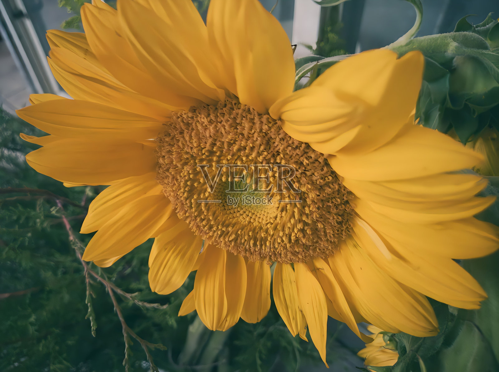 花园里的大向日葵照片摄影图片