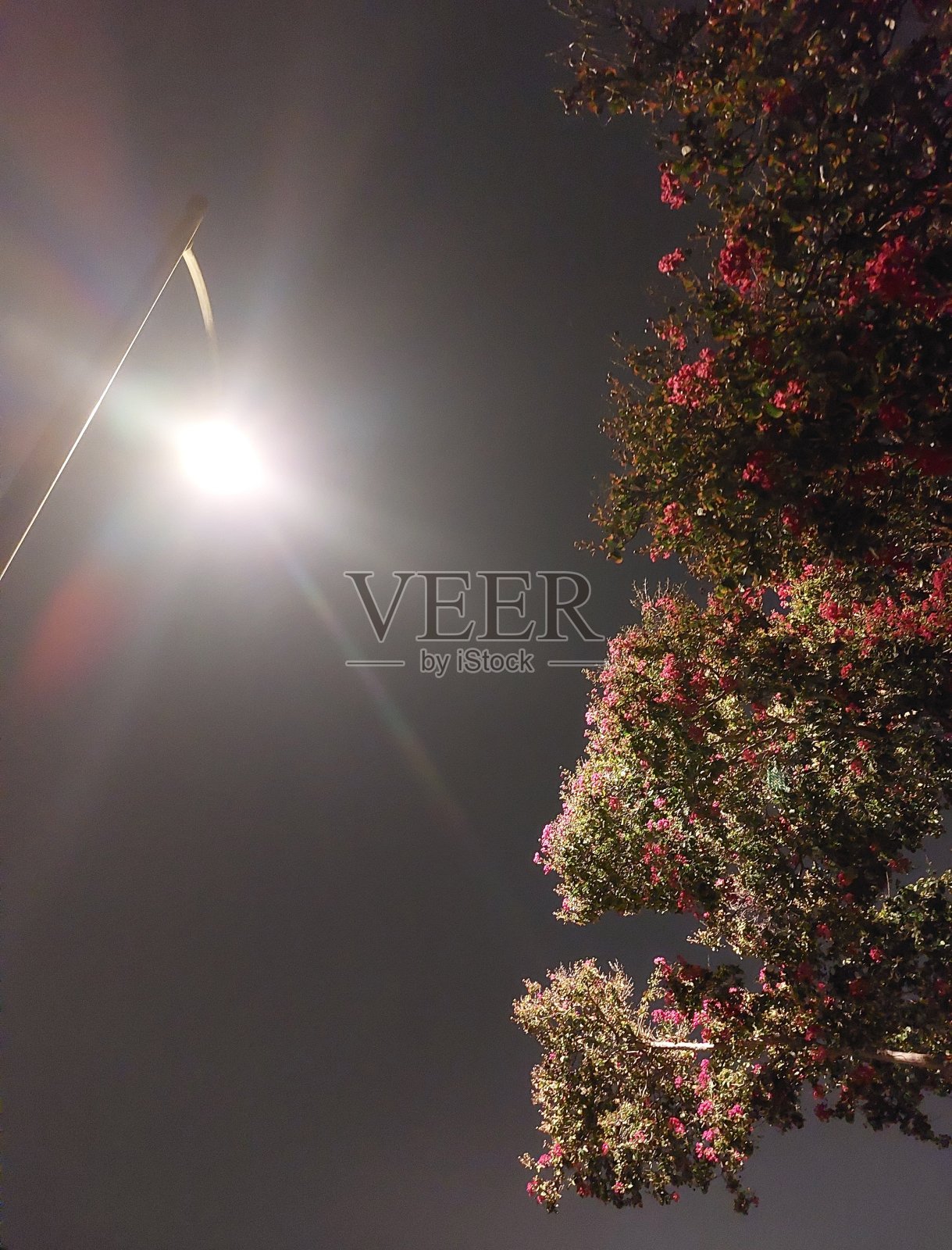 灯柱上花朵照片摄影图片