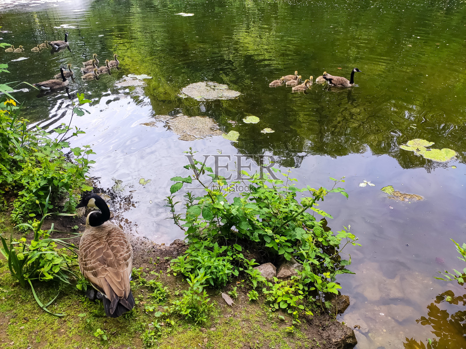 德国湖边的加拿大鹅照片摄影图片