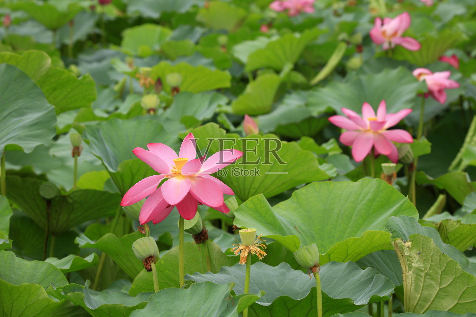 荷花盛开的池塘,中国北方照片摄影图片