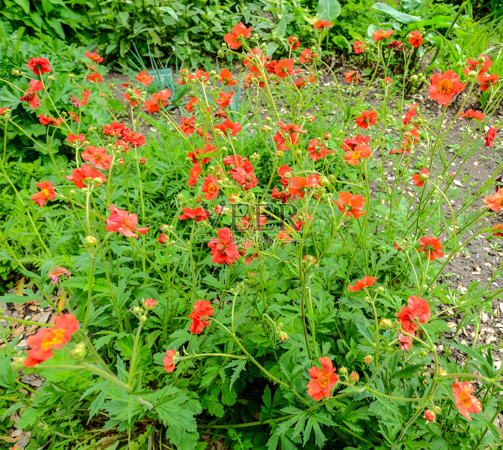 花园里盛开的鲜花照片摄影图片