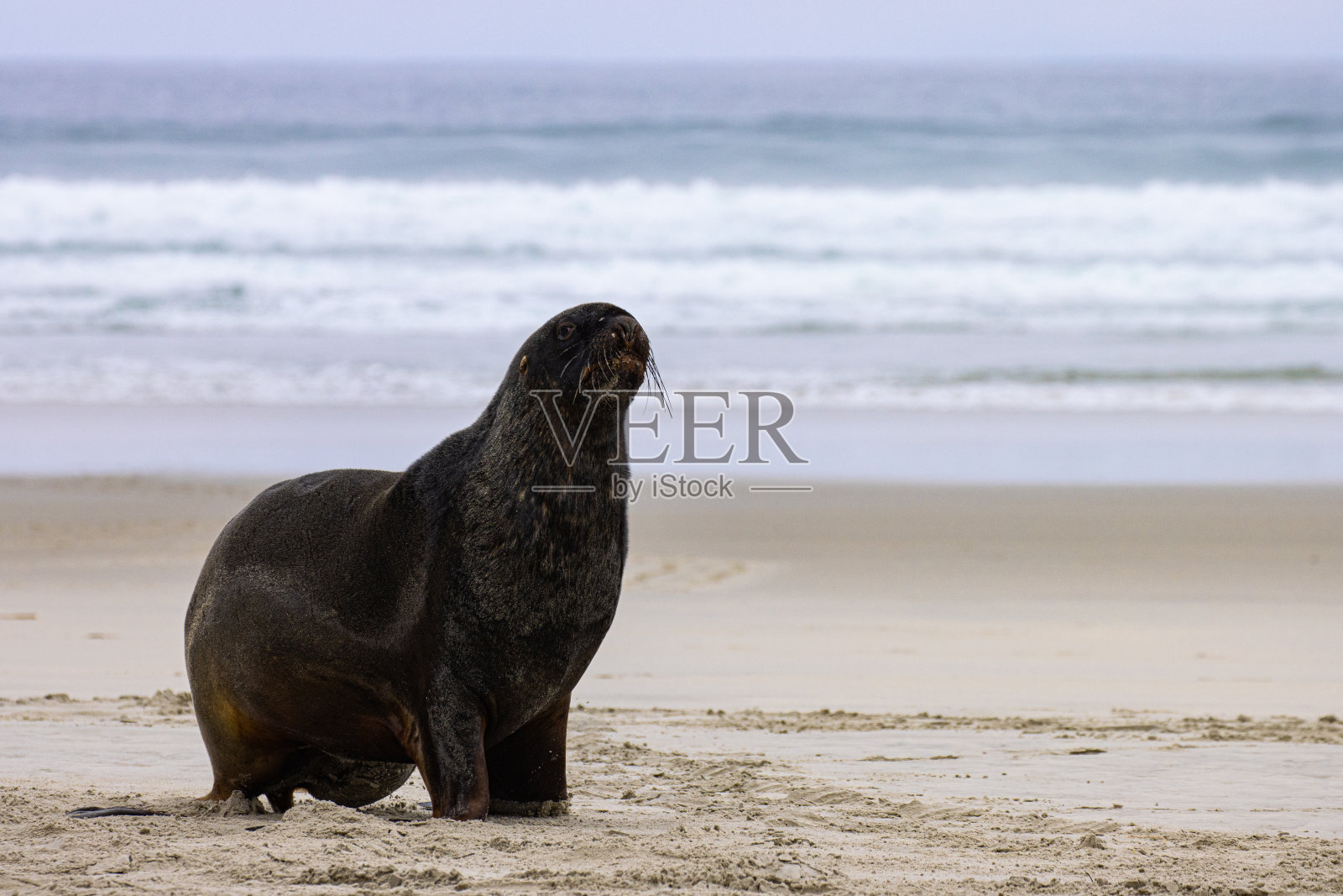 在新西兰达尼丁附近的奥塔哥半岛上,一只巨大的新西兰海狮(雄性)在艾伦斯海滩上散步照片摄影图片