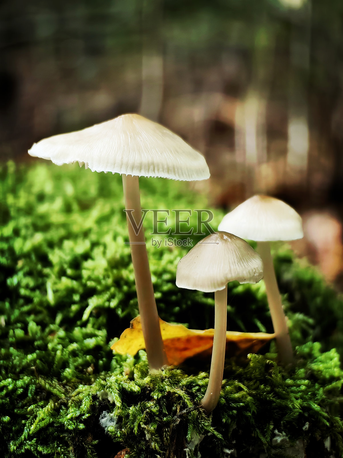 秋天漫步在汉堡周围照片摄影图片