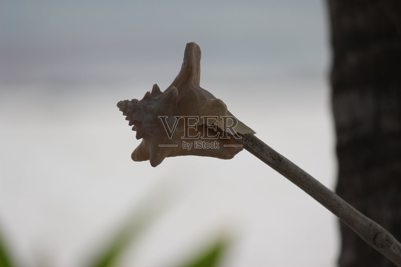 海滩上的贝壳照片摄影图片