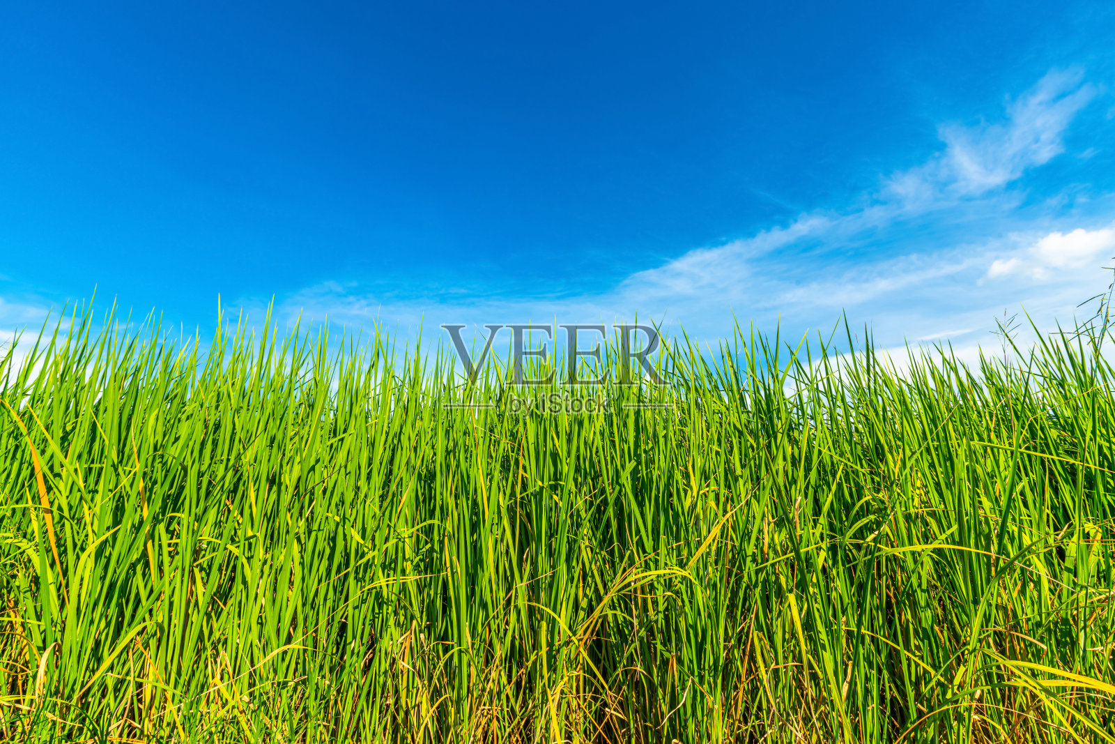 稻田绿草与田玉米地或在亚洲农村农业收获与空气大气明亮的蓝天背景抽象清晰的纹理与白云。照片摄影图片