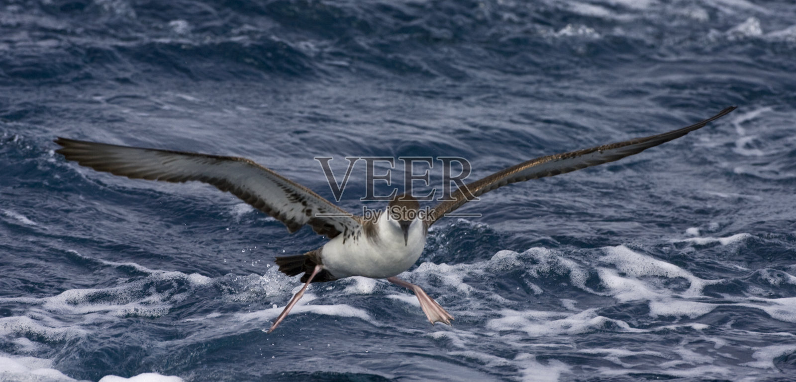 Grote Pijlstormvogel, Great Shearwater, puinus gravis照片摄影图片
