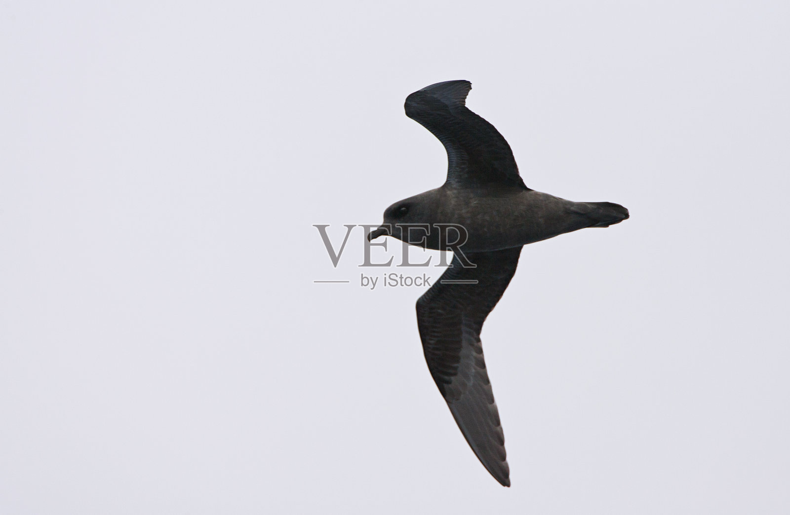 鹿茸,鹿茸海燕,短茎夜蛾照片摄影图片