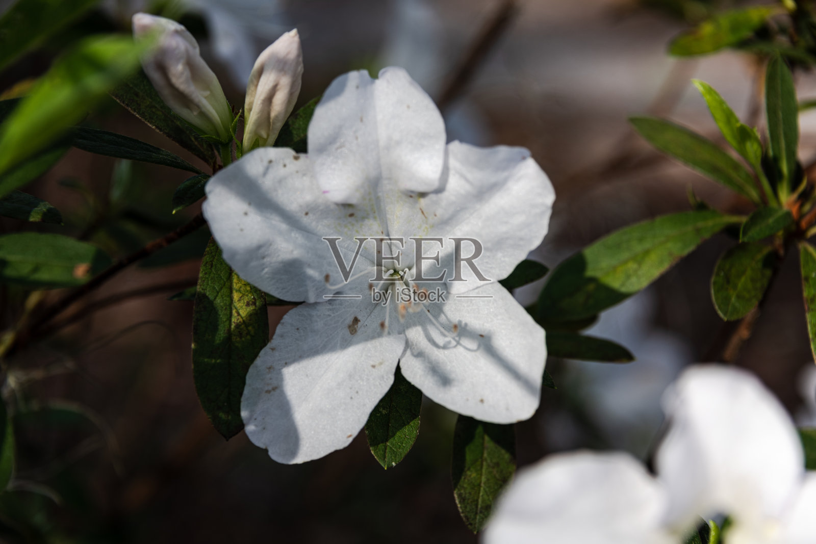 峡谷花园州立公园里,杜鹃花在阳光下绽放的特写照片摄影图片