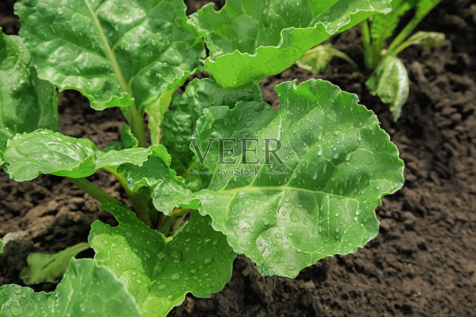 小甜菜叶生长在蔬菜农场。照片摄影图片