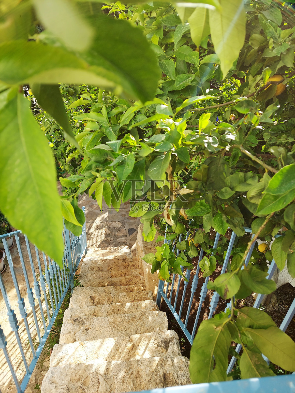 柠檬树照片摄影图片