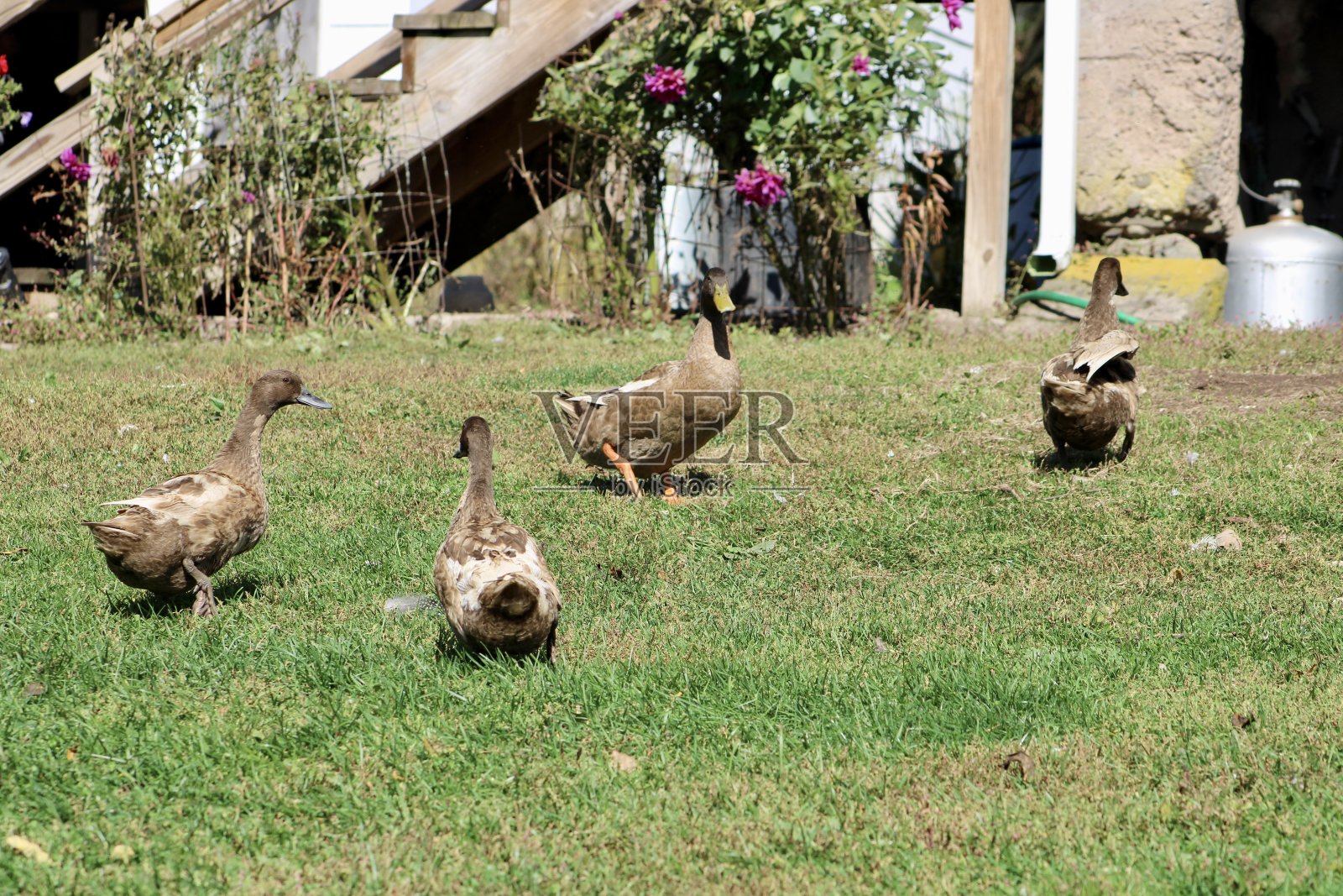卡其金宝鸭照片摄影图片