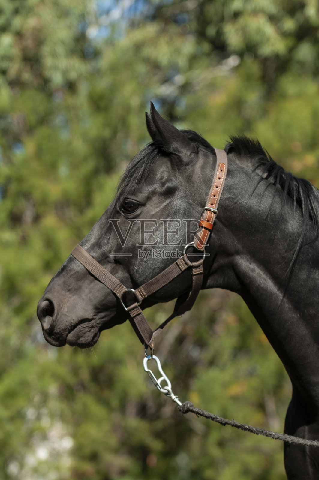 黑色种马,肖像,拉潘帕省,巴塔哥尼亚,阿根廷。照片摄影图片