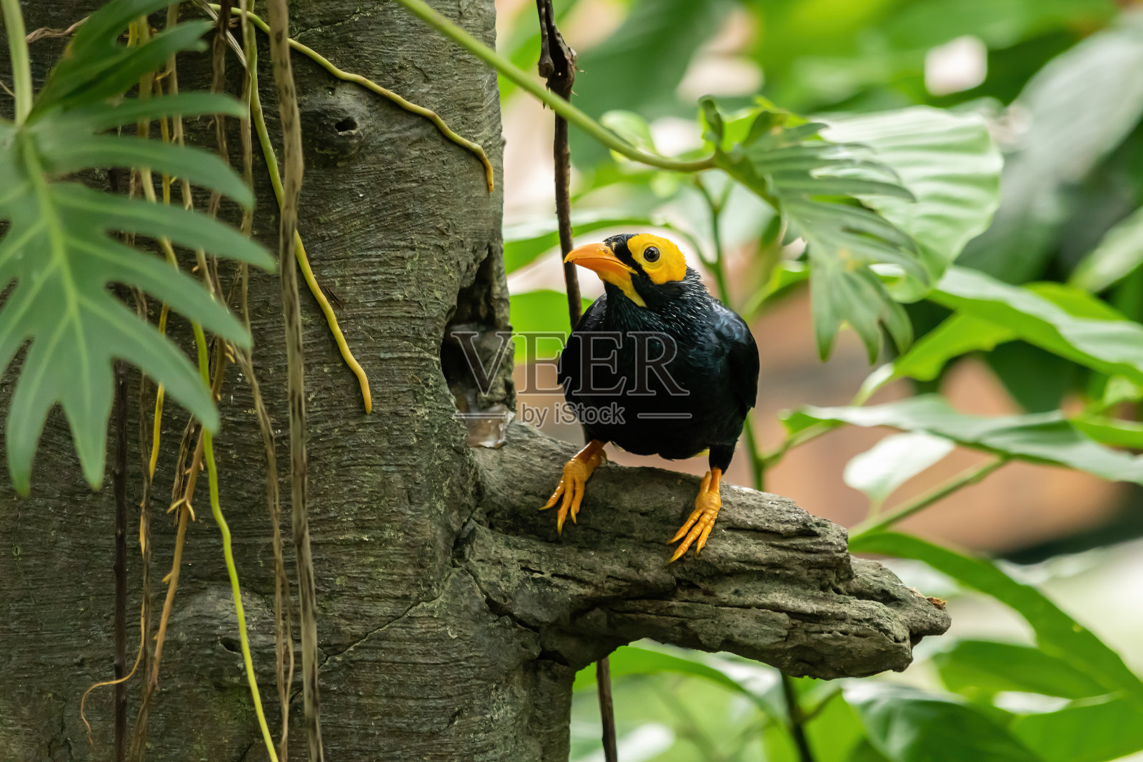 脸黄的玛娜,被发现站在树枝上,面对摄像机。照片摄影图片