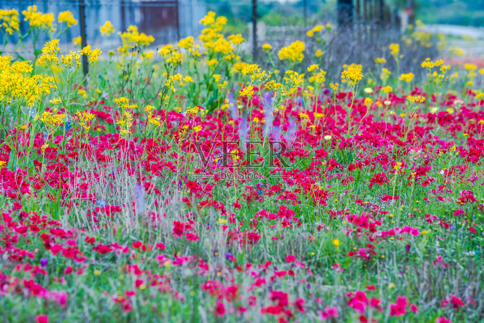 春天的野花在布伦汉姆,德克萨斯地区照片摄影图片