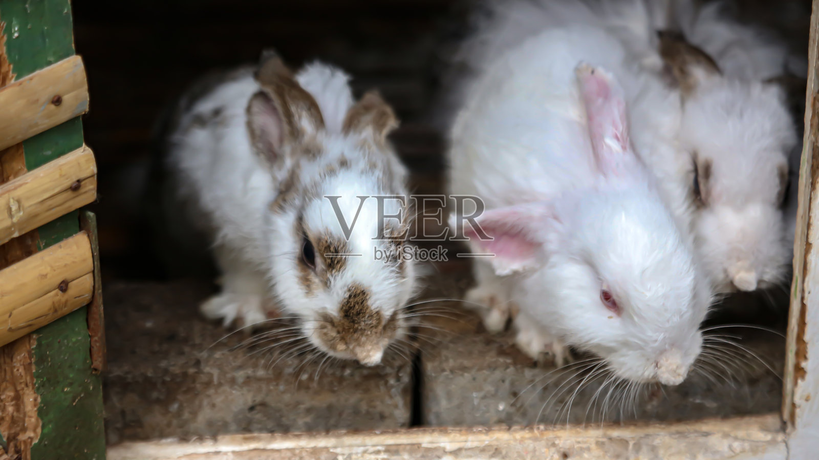 三只兔子站在兔屋门前照片摄影图片