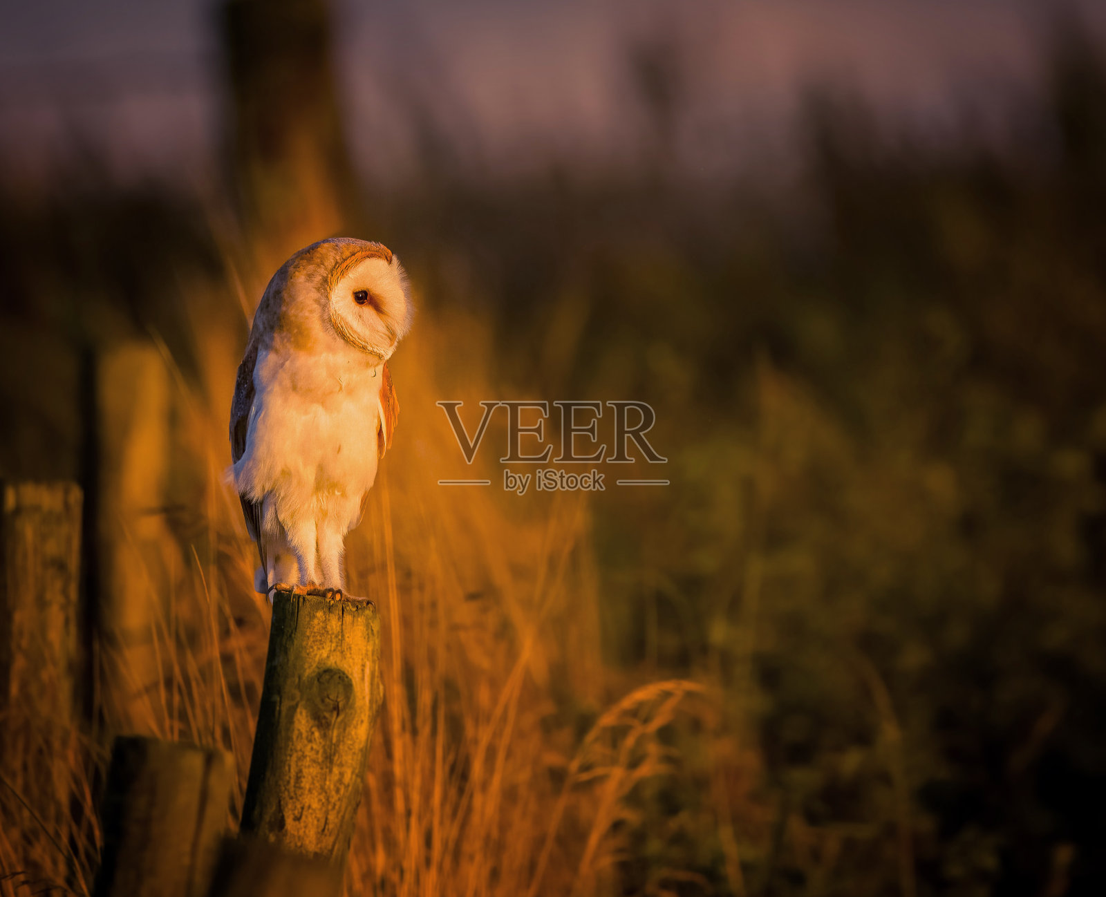 夕阳下的谷仓猫头鹰照片摄影图片