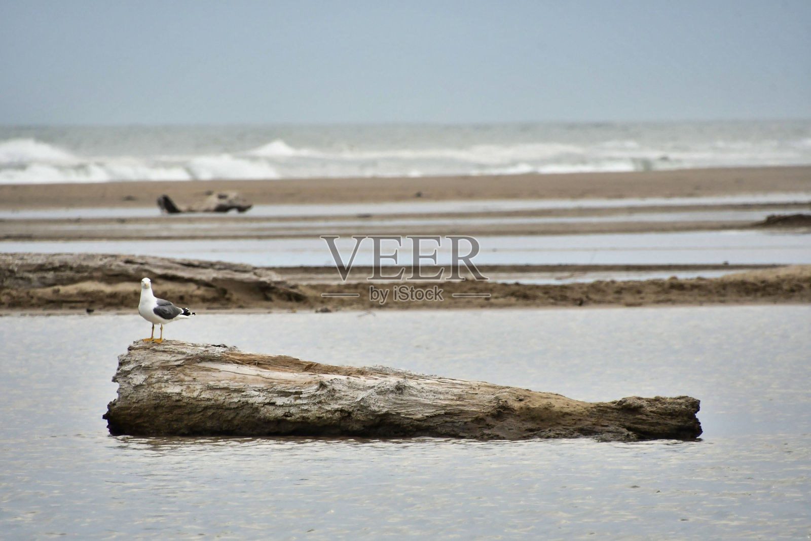 冬日的海滩,照片作为背景,在圣玛丽德拉海村卡马格,法国照片摄影图片