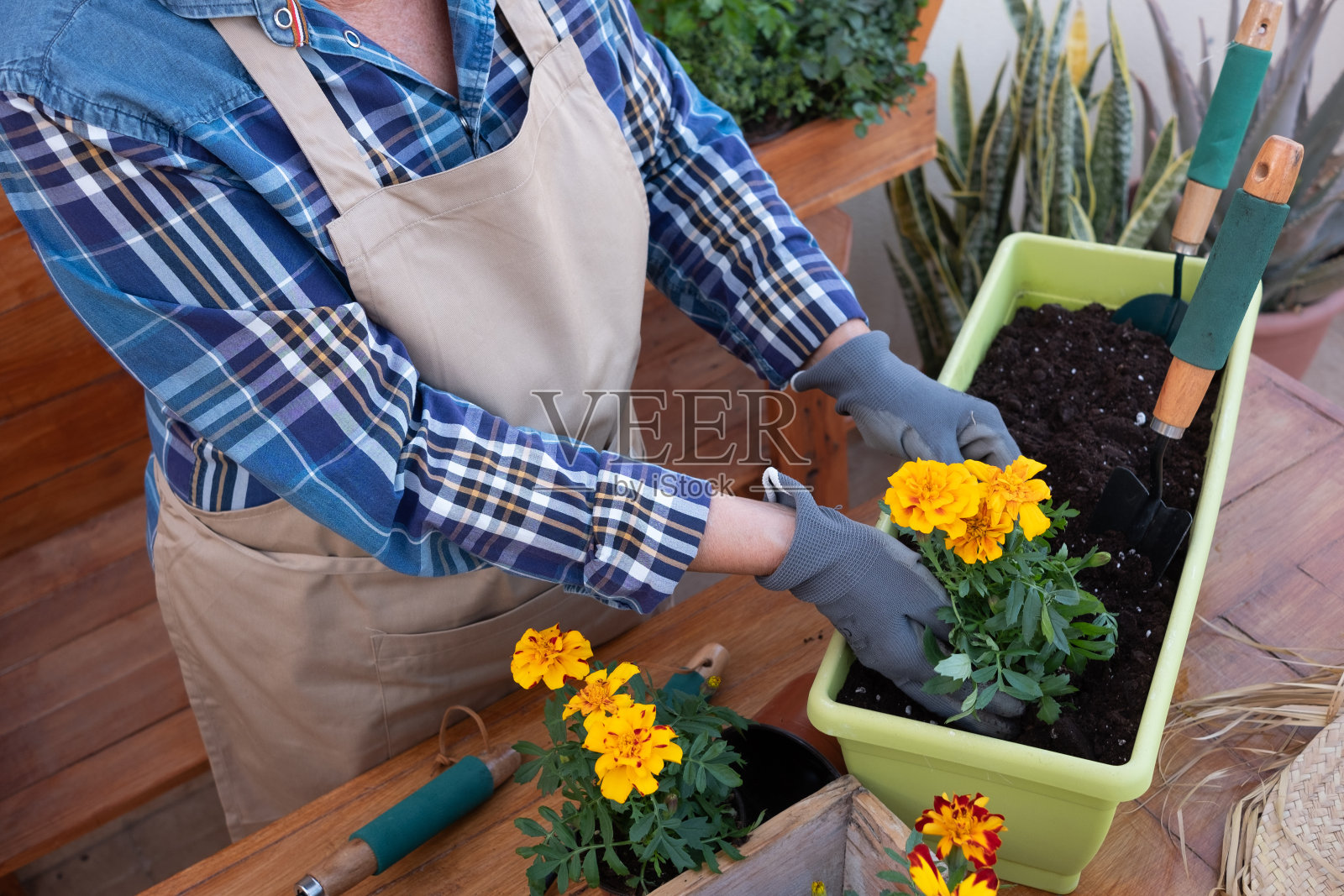 一个穿着格子衬衫的女人在阳台上照顾她的季节性植物。木制桌子和背景照片摄影图片