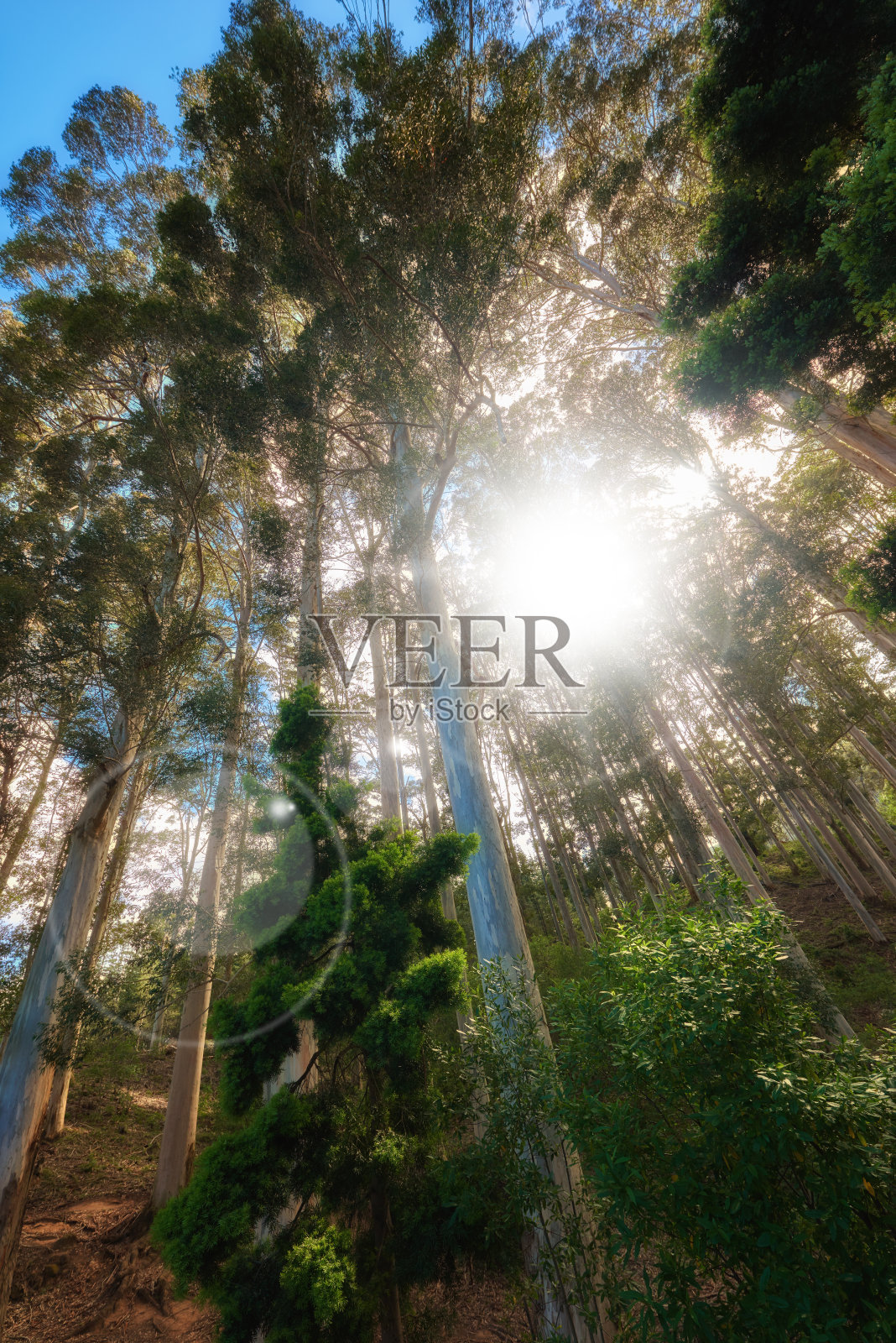 开普敦周围的树木和森林照片摄影图片