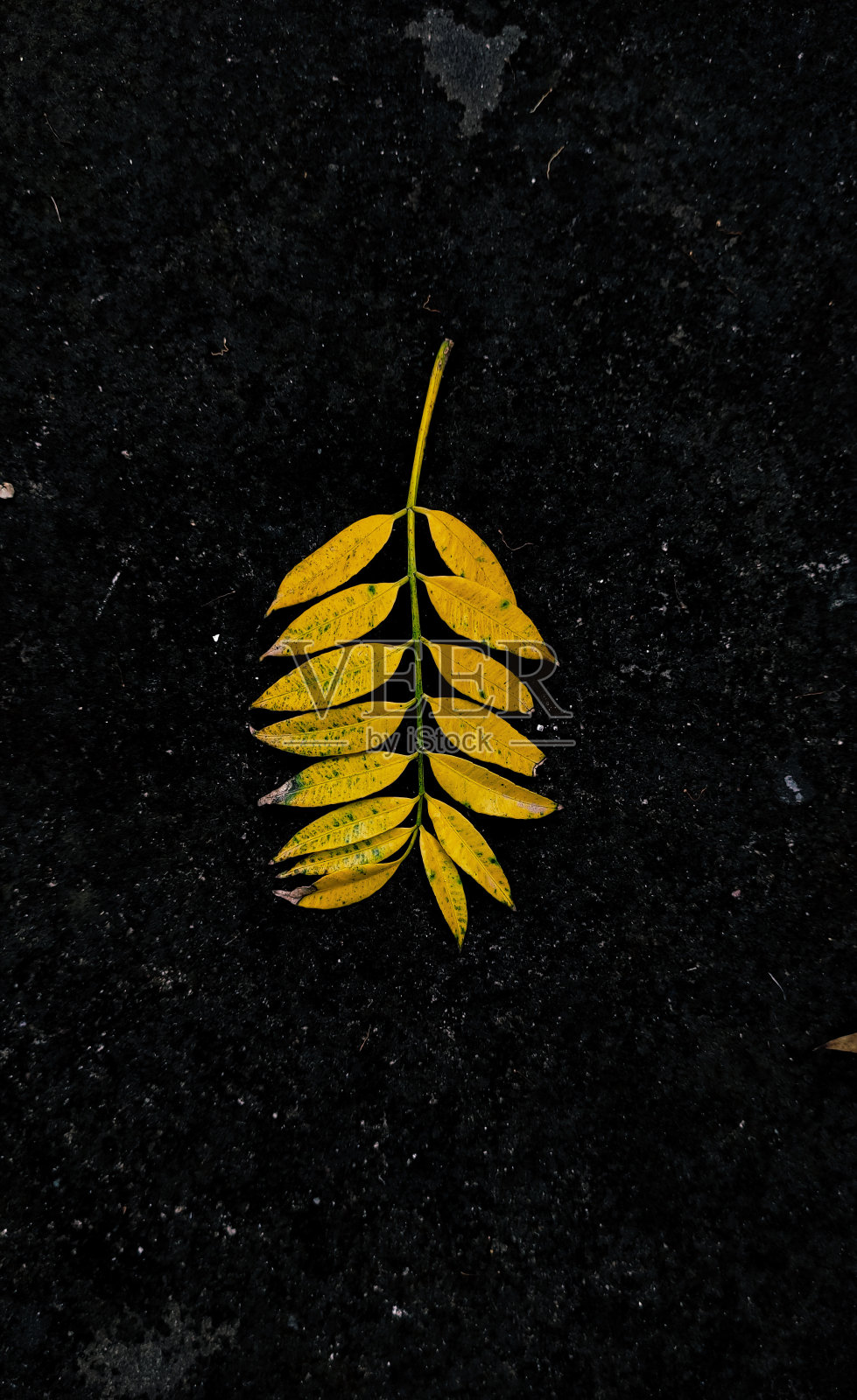 黄叶落在地上照片摄影图片