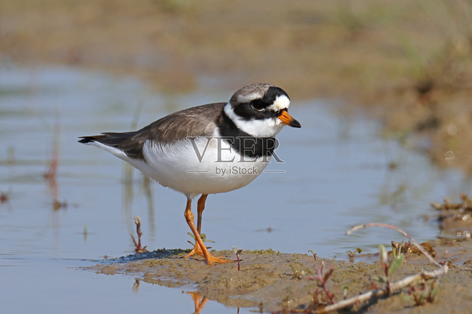 大鸻-普通环鸻(海鸻)。照片摄影图片