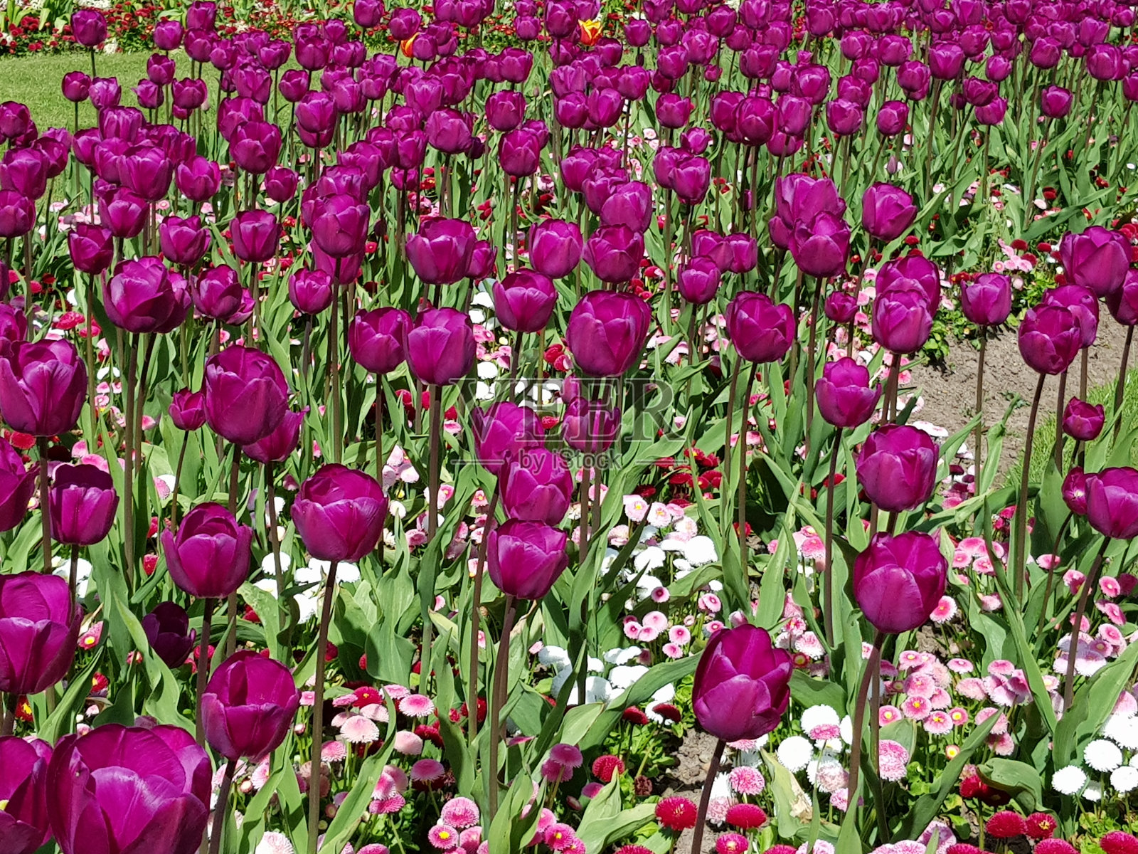 英国苏格兰格拉斯哥波洛克国家公园的紫色郁金香花照片摄影图片