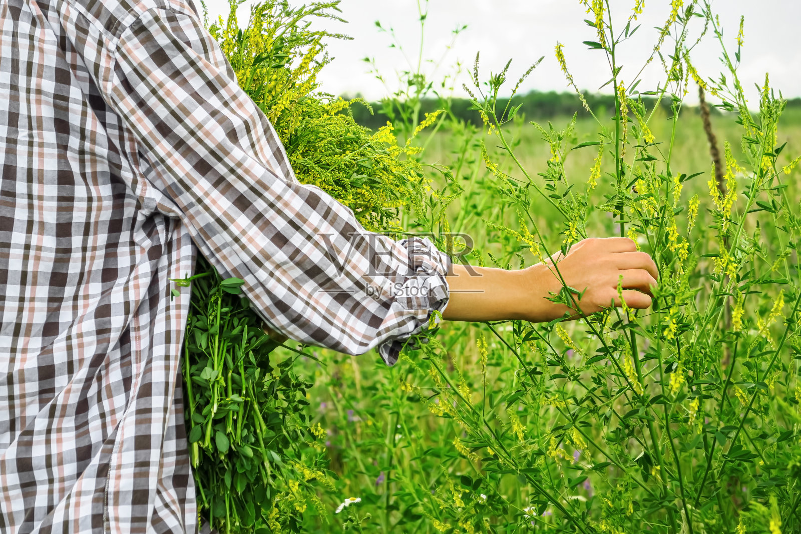 一名妇女在田野里采集药用植物甜三叶草,用于制作药茶和自制有机化妆品照片摄影图片