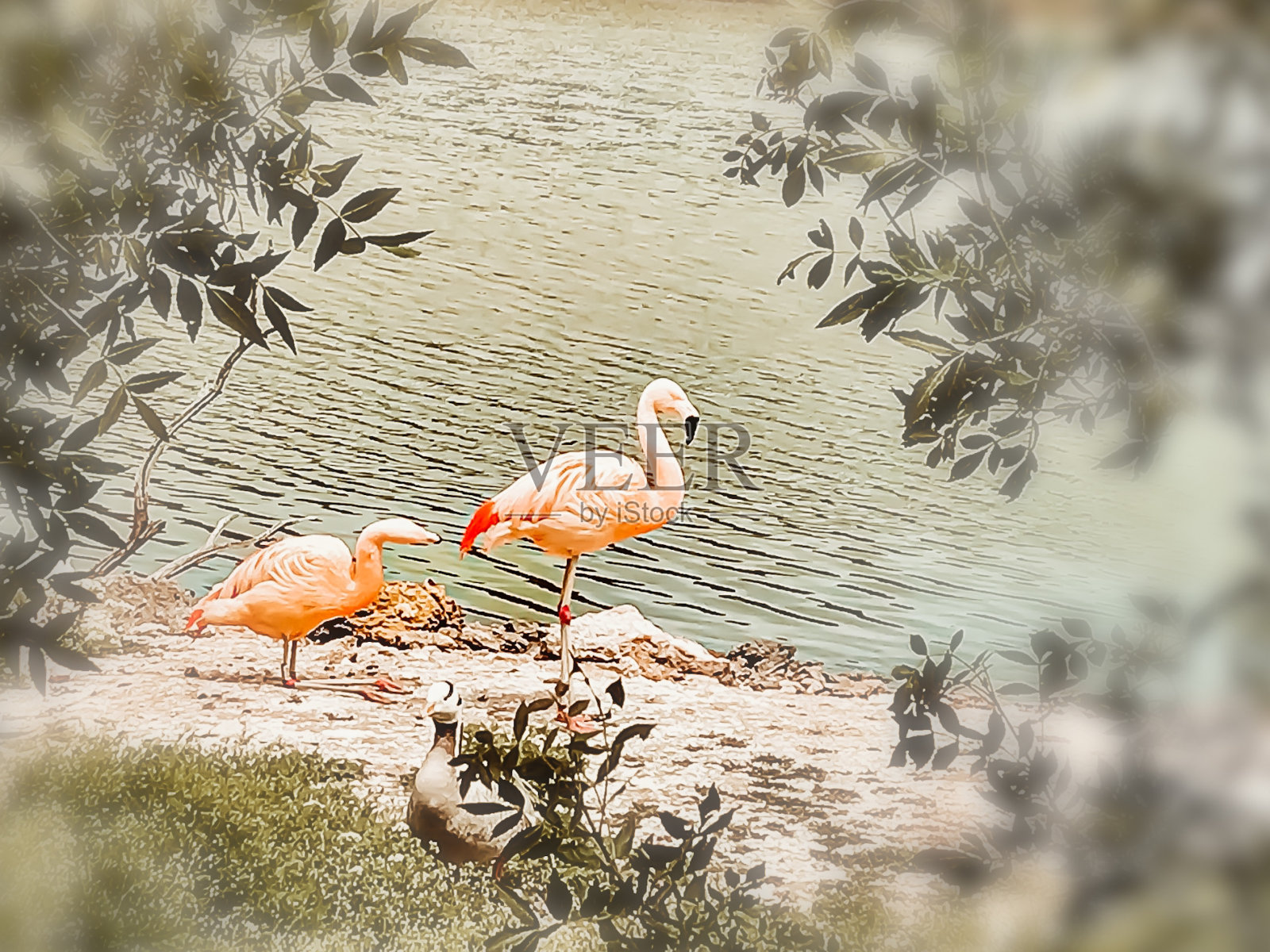 火烈鸟先生和夫人照片摄影图片