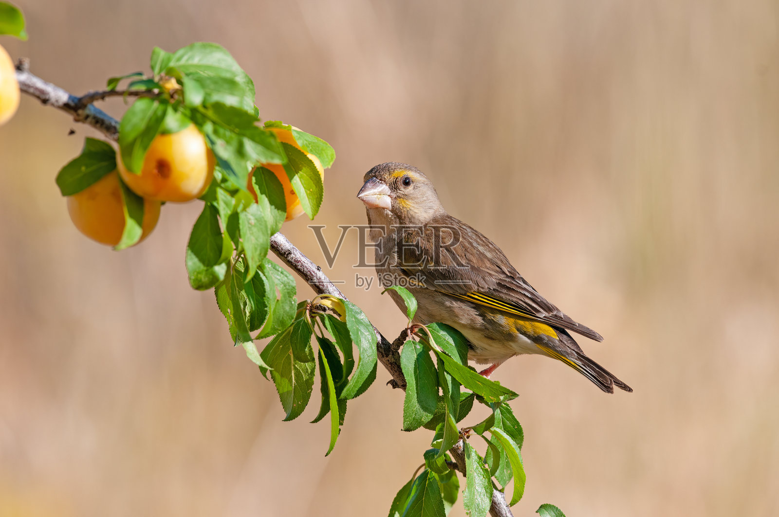 在梅树树枝上的欧洲绿翅雀。模糊和自然背景。照片摄影图片