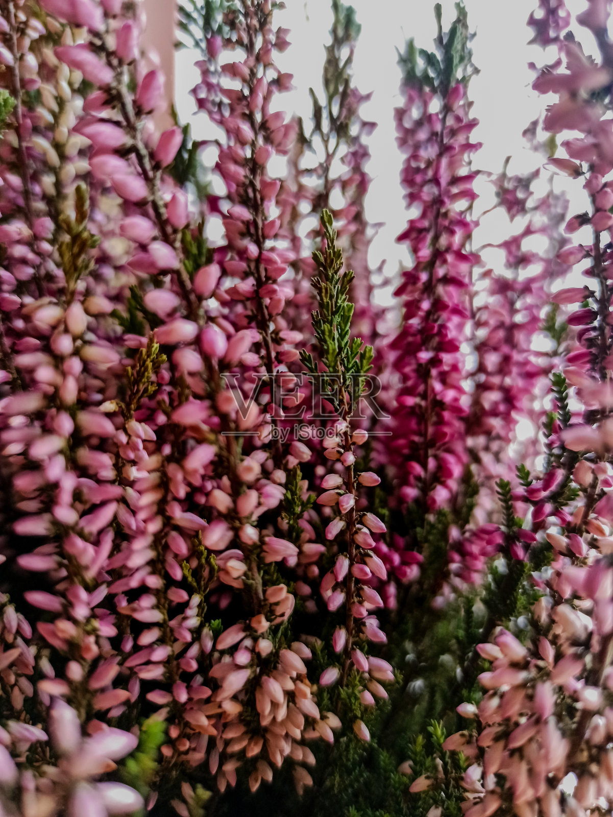 花卉特写照片摄影图片