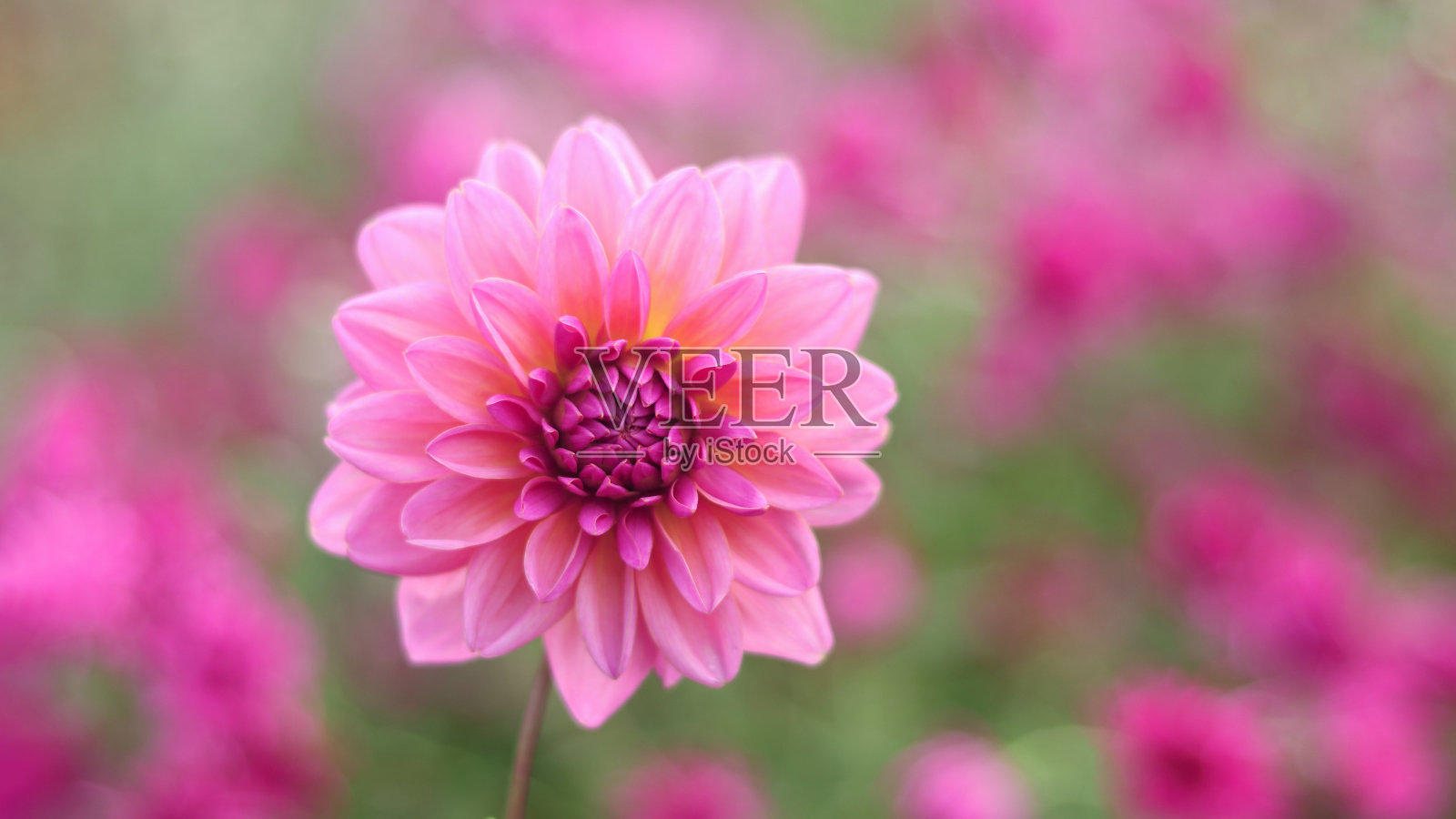 粉红色的大丽花在其他大丽花的背景。照片摄影图片