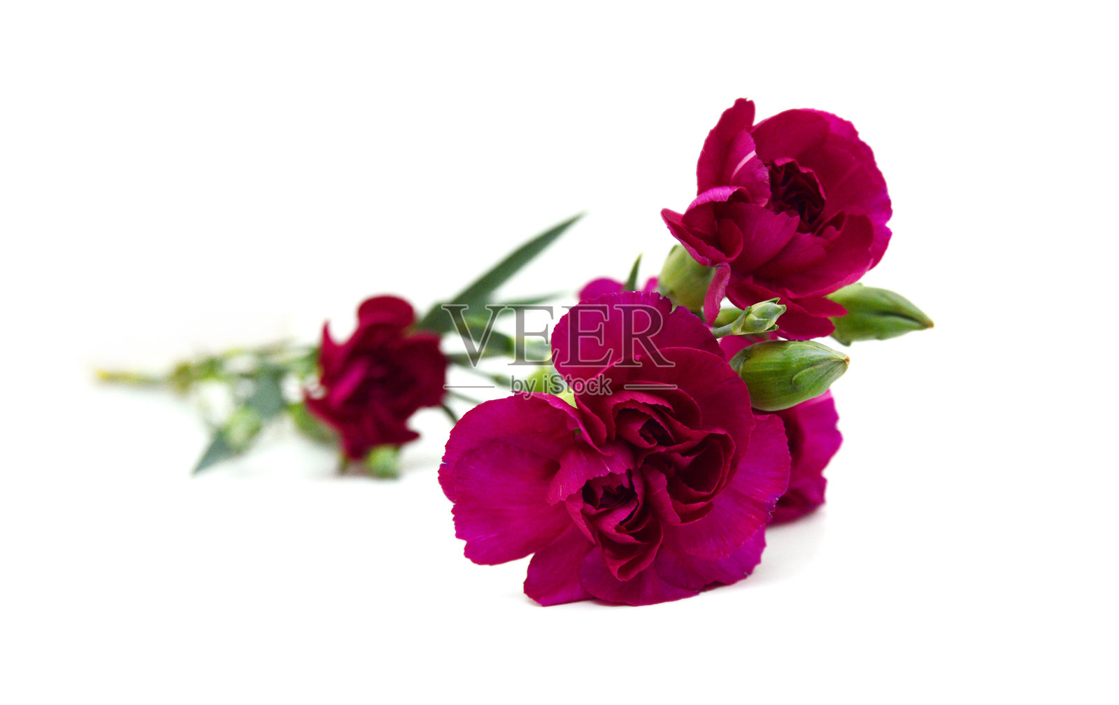 堆栈康乃馨花在白色的背景照片摄影图片