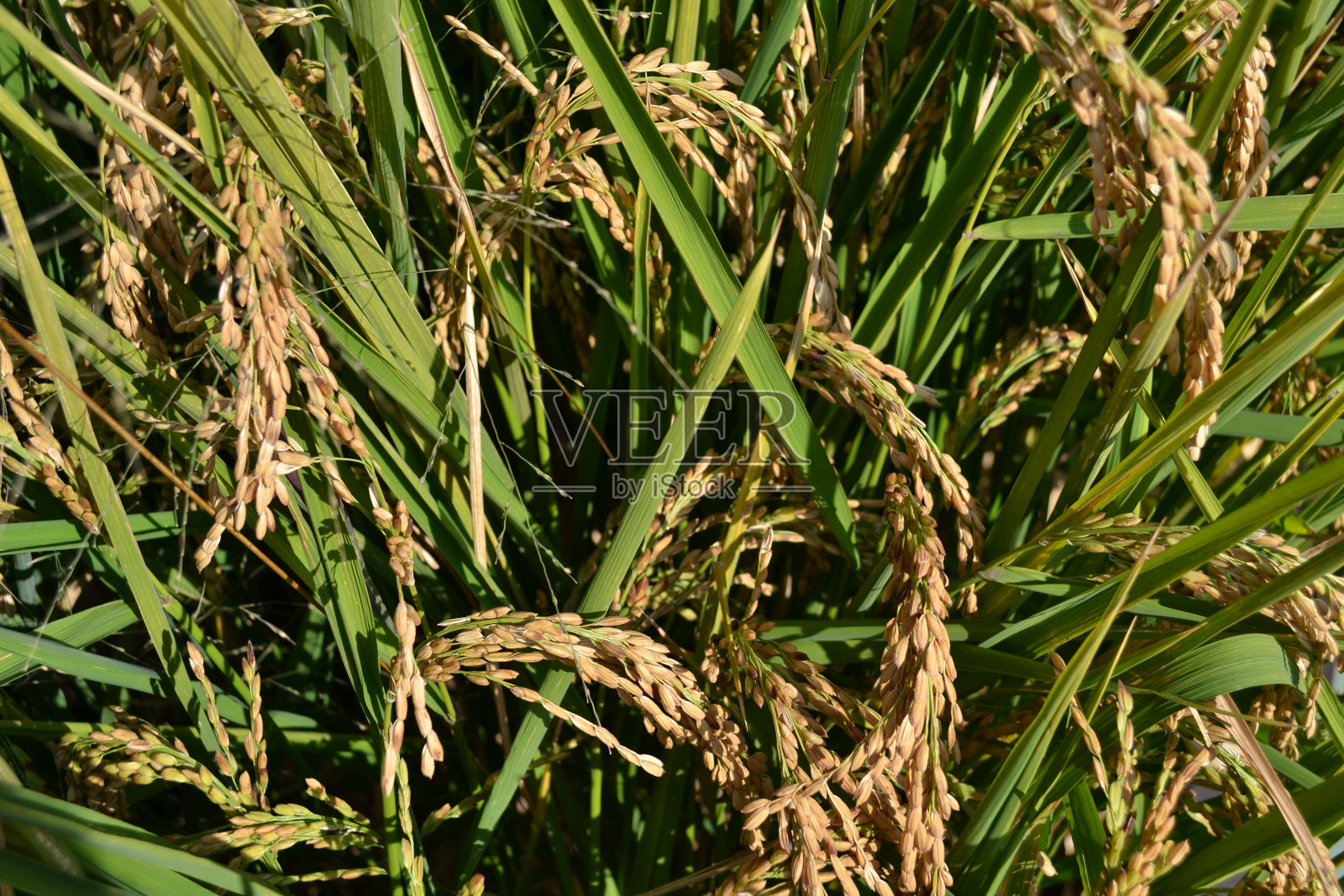 明亮阳光下熟透的稻田特写。照片摄影图片