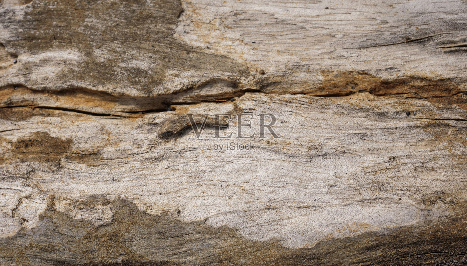 枯树纹理照片摄影图片