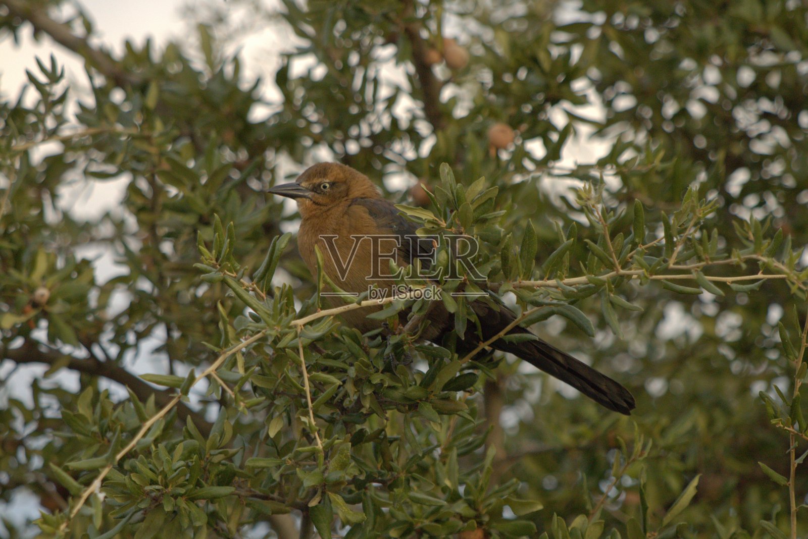 一只雌鸟照片摄影图片