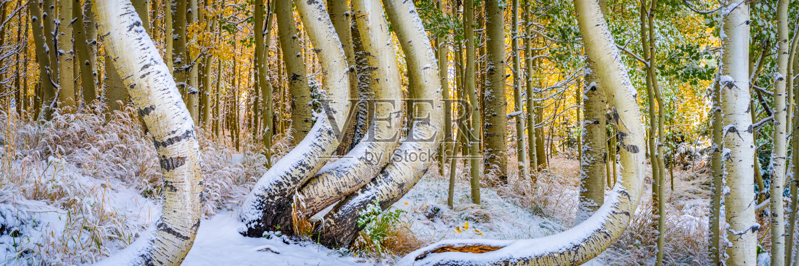 科罗拉多景观和弯曲的白杨树,美国科罗拉多州南部。照片摄影图片