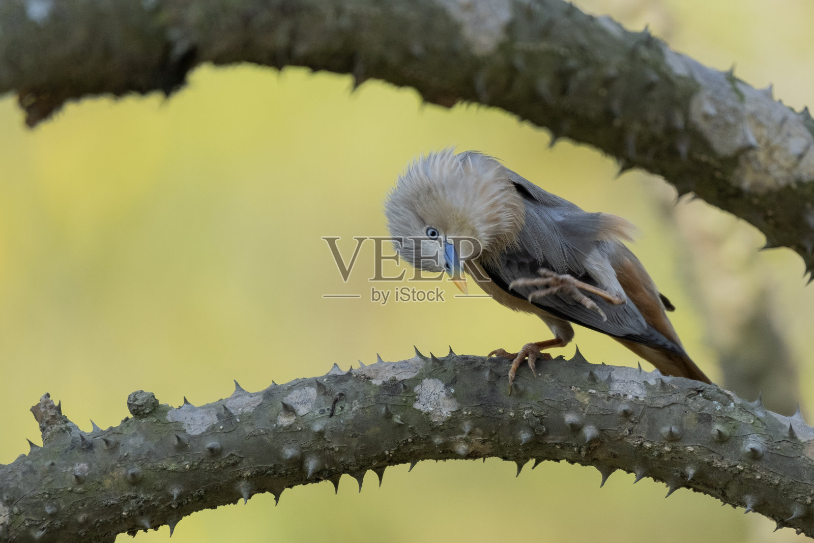 栗尾八哥,又称灰头八哥和灰头八哥照片摄影图片