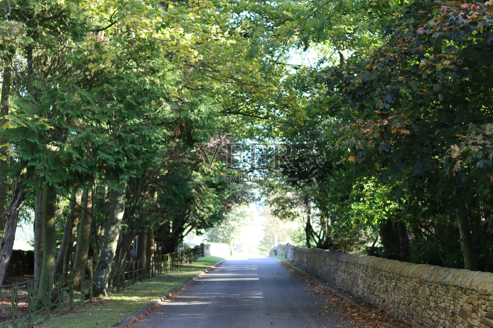 被悬垂的树木环绕的乡村道路尽头的灯光照片摄影图片