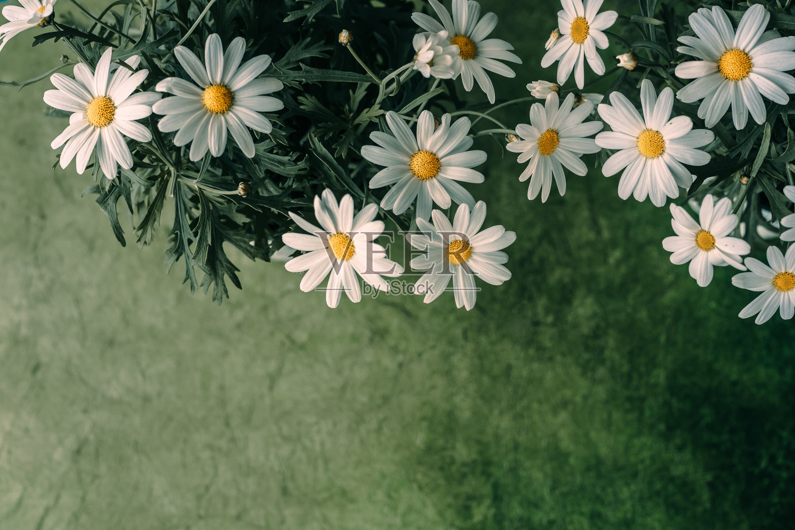 美丽的甘菊花的背景照片摄影图片