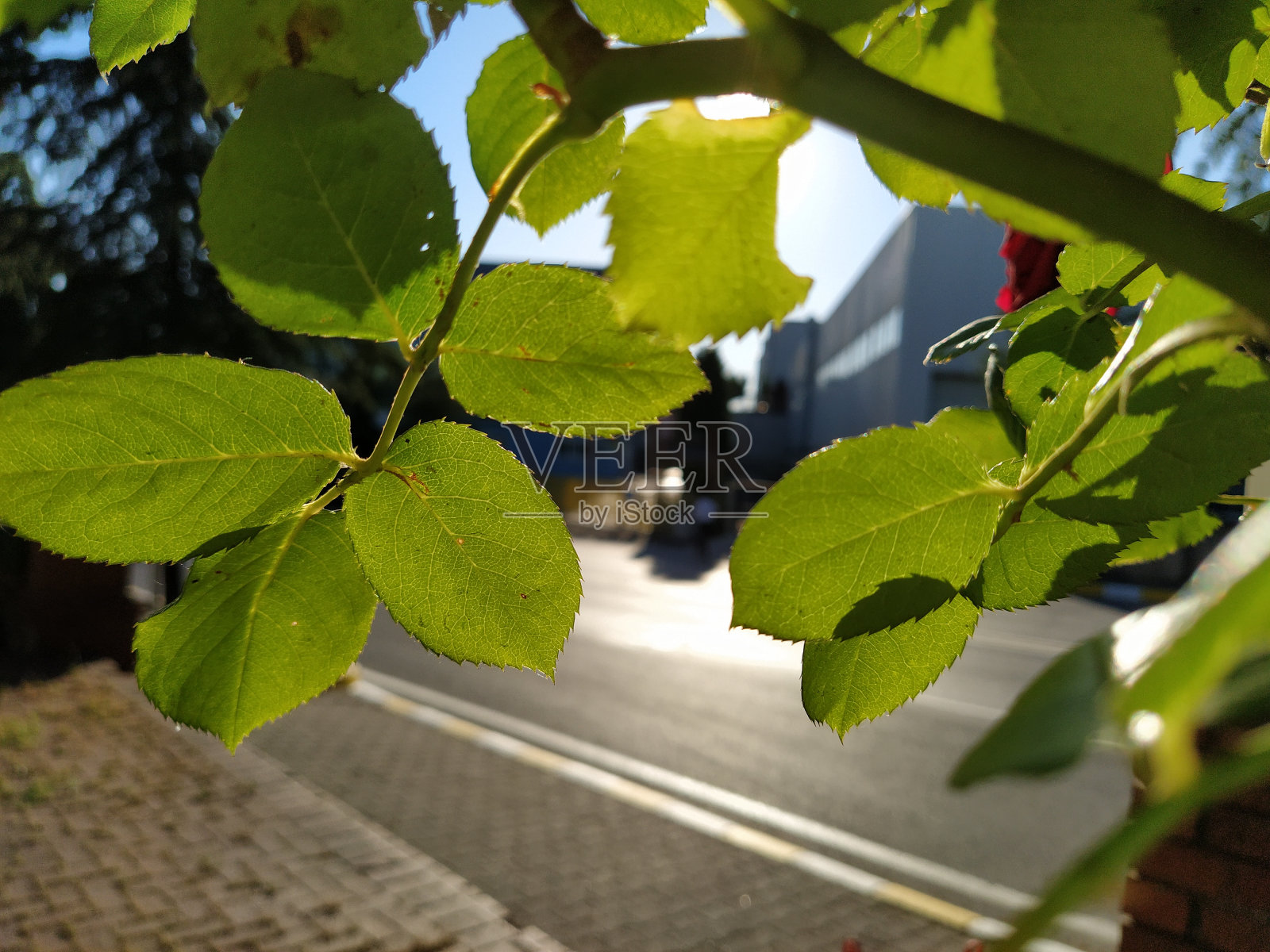 树和路照片摄影图片