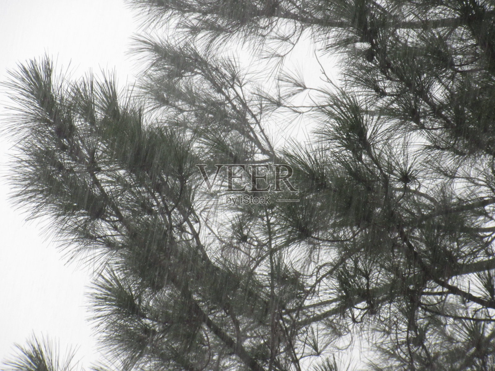 雨照片摄影图片