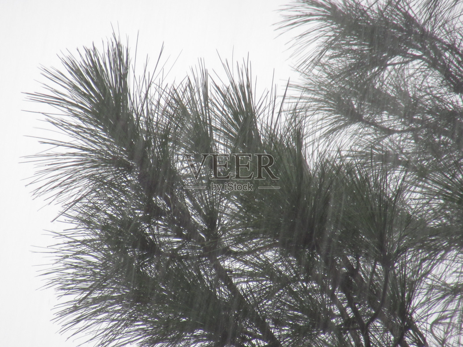 雨照片摄影图片