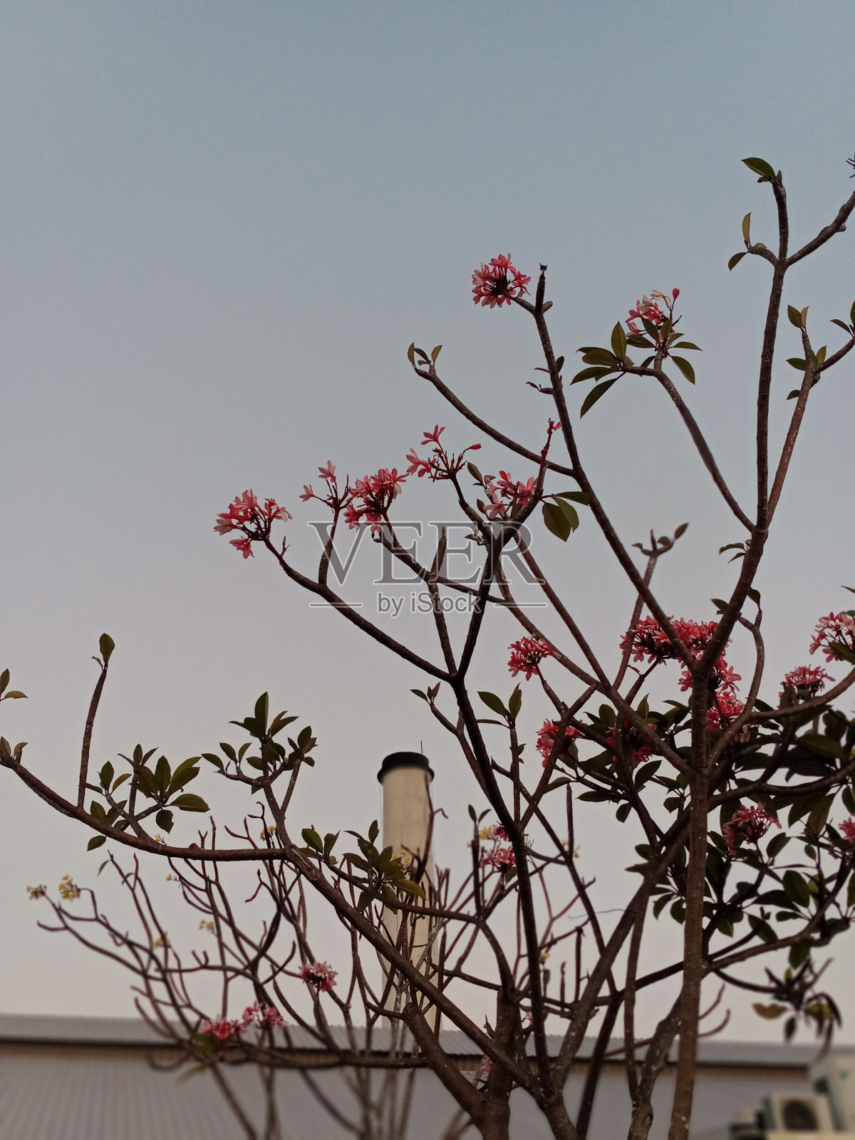 烟囱和香菜照片摄影图片