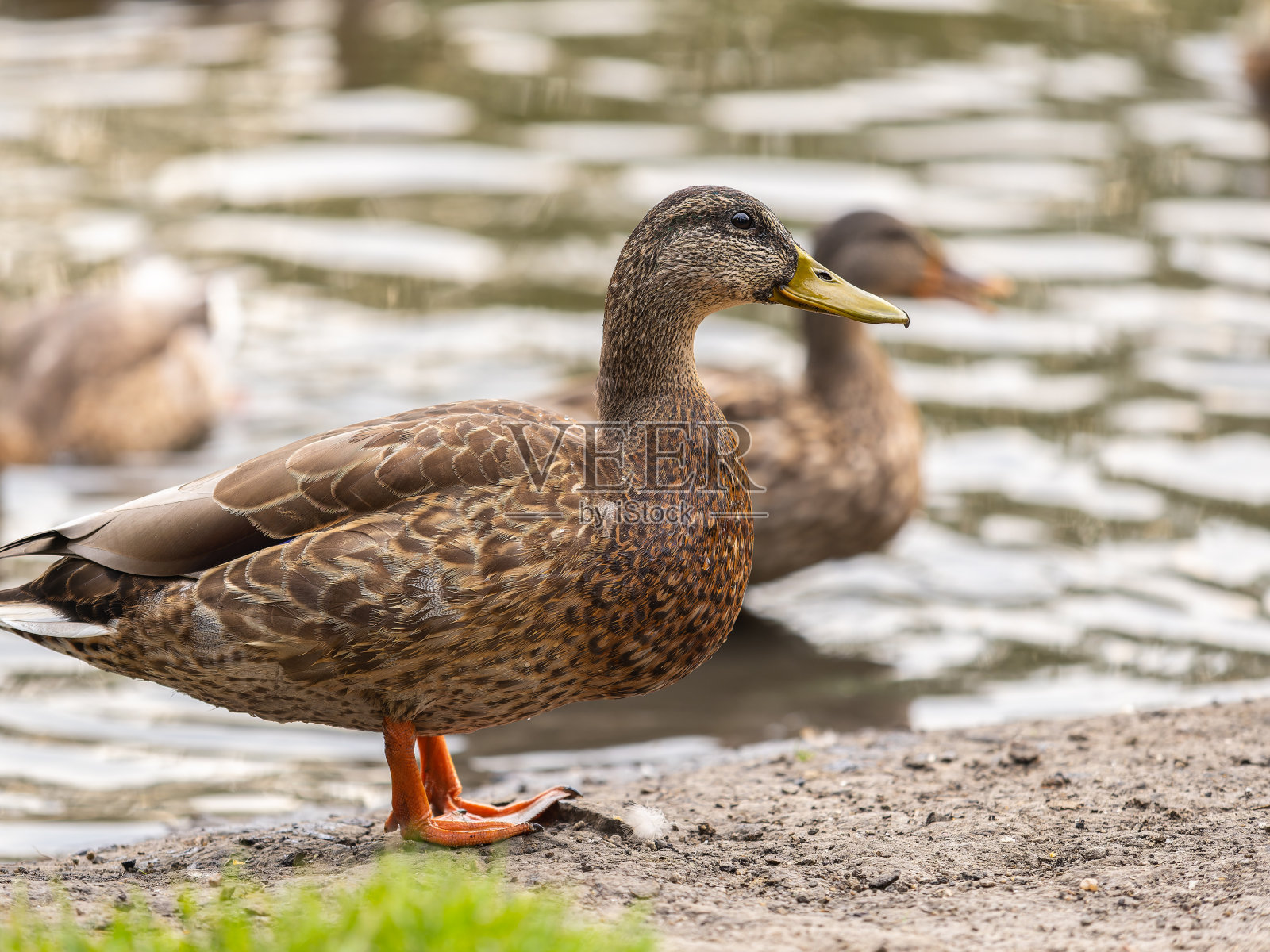 一只母鸭用爪子站在池塘的绿色岸边。照片摄影图片