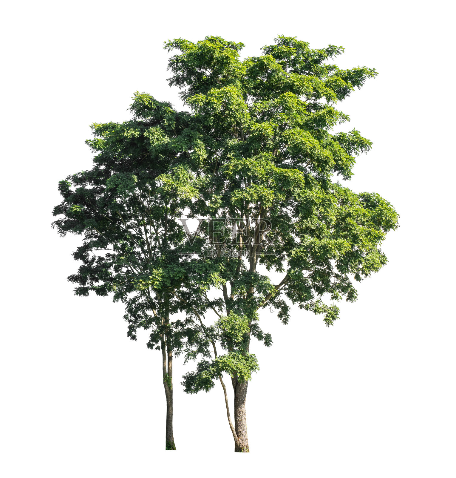 在白色背景上单独的树既适合打印,也适合网页照片摄影图片